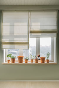 Potted plants on window sill at home