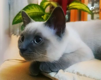 Close-up portrait of cat at home