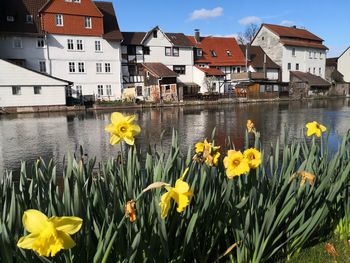 Yellow flowering plants by buildings against houses