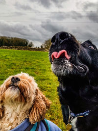 Close-up of a dog on field