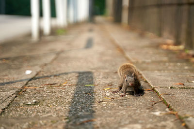 View of squirrel on footpath