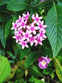 Close-up of purple flowers