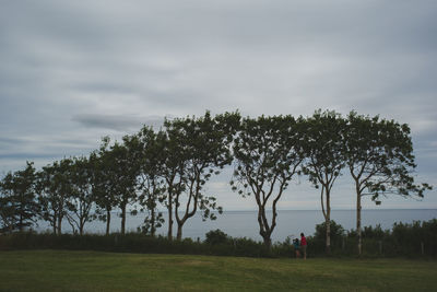 Trees in park