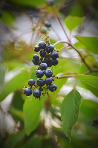 Close-up of grapes hanging on tree