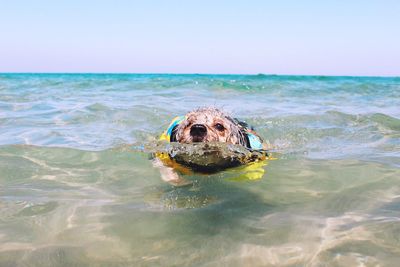 Dog swimming in sea against sky