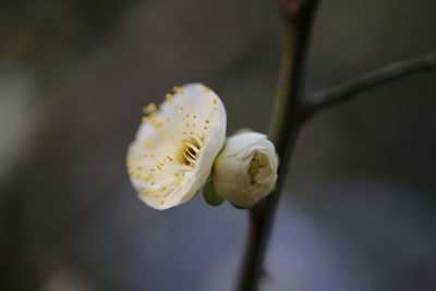 Close-up of white flower blooming outdoors
