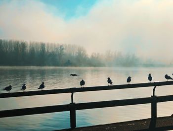 Birds perching on railing by lake against sky