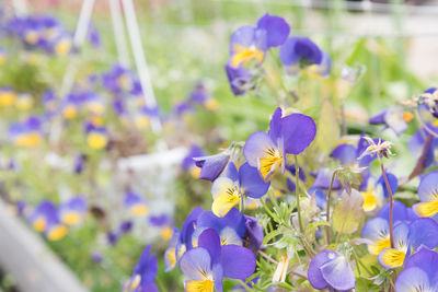 Close-up of purple flowering plants