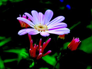 Close-up of pink flower