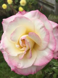 Close-up of pink rose blooming outdoors