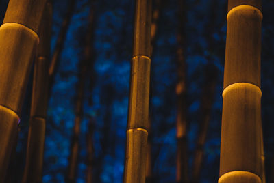 Low angle view of bamboos in forest