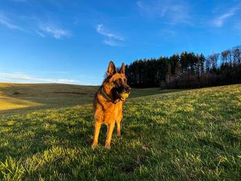 Dog standing in field