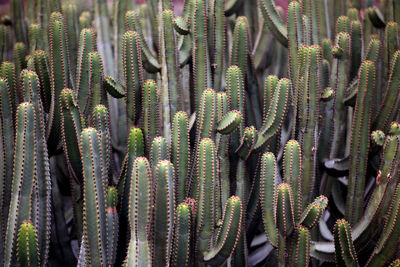 Full frame shot of succulent plant