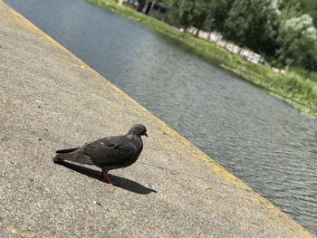 High angle view of bird perching on lake