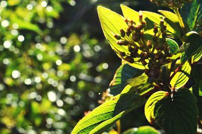 Close-up of fresh green leaves