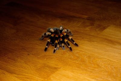 High angle view of bee on wood