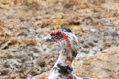 Drake was in the farm and red face