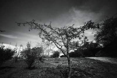 Trees on landscape against sky