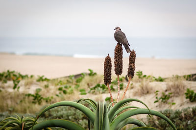 Close-up of plant against sea against clear sky