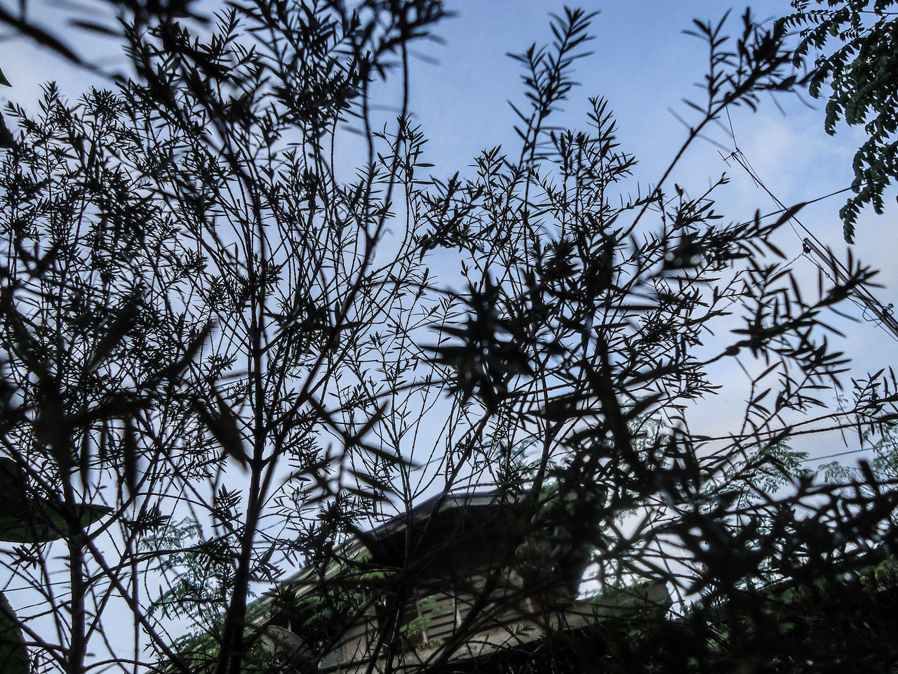 nature, low angle view, no people, tree, day, outdoors, branch, beauty in nature, growth, forest, sky