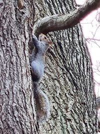 Close-up of bird on tree trunk