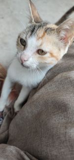 Close-up of cat lying on bed