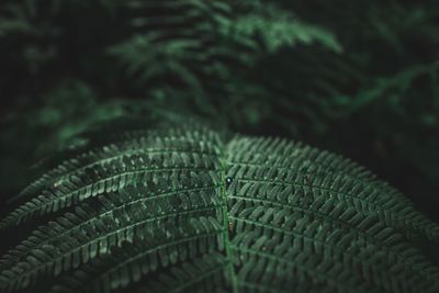 Close-up of fern leaves