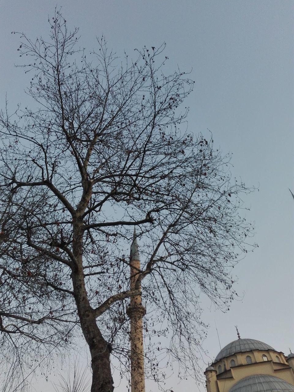 sky, tree, low angle view, branch, bare tree, plant, nature, architecture, no people, built structure, clear sky, building exterior, tree trunk, day, trunk, outdoors, beauty in nature, growth, high section, tranquility