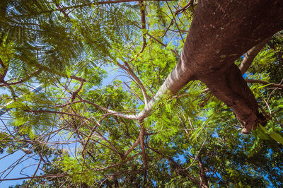 Low angle view of trees