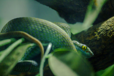 Close-up of snake