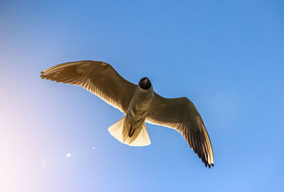 Low angle view of seagull flying