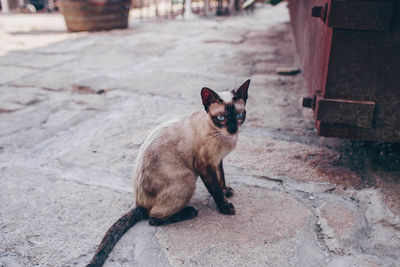 Portrait of cat sitting on footpath