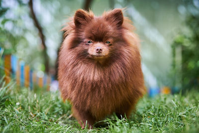 Portrait of an animal on grass