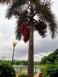 Low angle view of palm tree against sky