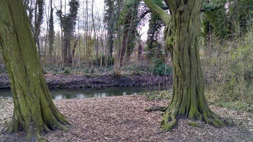 Trees in forest