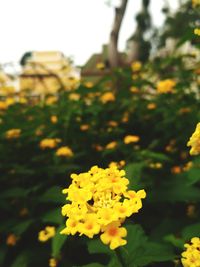 Close-up of yellow flowering plants on field