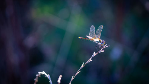 Close-up of bug on plant