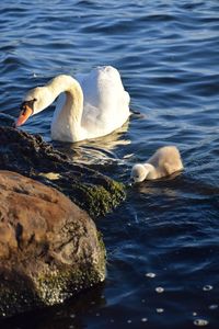 Swan floating in a lake