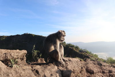 Monkey sitting on rock against sky