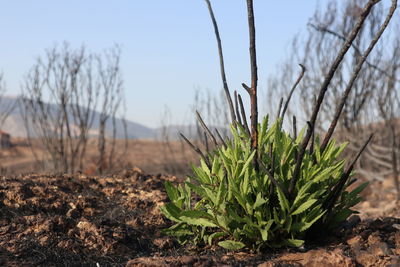 Close-up of plants on field after forest fire against sky 
