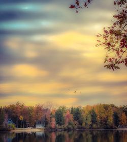 Birds flying over trees against sky during sunset