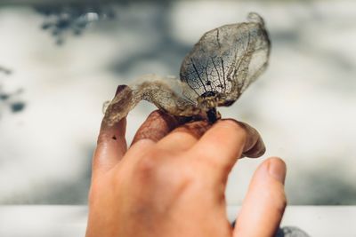 Close-up of butterfly on hand