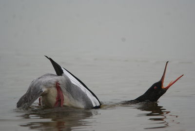 Duck swimming in lake