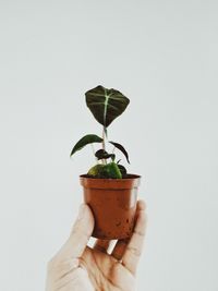 Hand holding small plant against white background