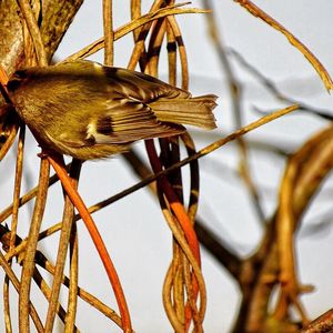 Close-up of bird perching on branch