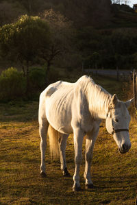 A white horse in a field during sunset