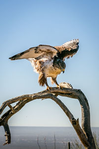 Close-up of bird perching on branch against sky