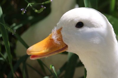 Close-up of bird