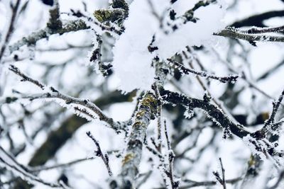 Close-up of frozen branch