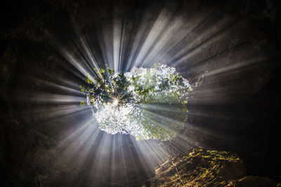 Low angle view of sunlight streaming through trees in forest